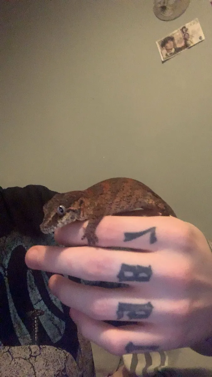 Male Gargoyle Gecko and Setup - Image 1