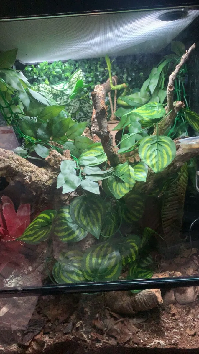 Male Gargoyle Gecko and Setup - Image 2