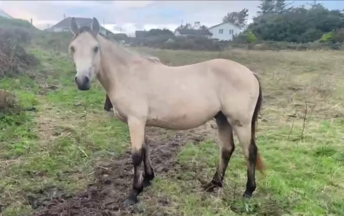 Connemara Dun Gelding - Image 3