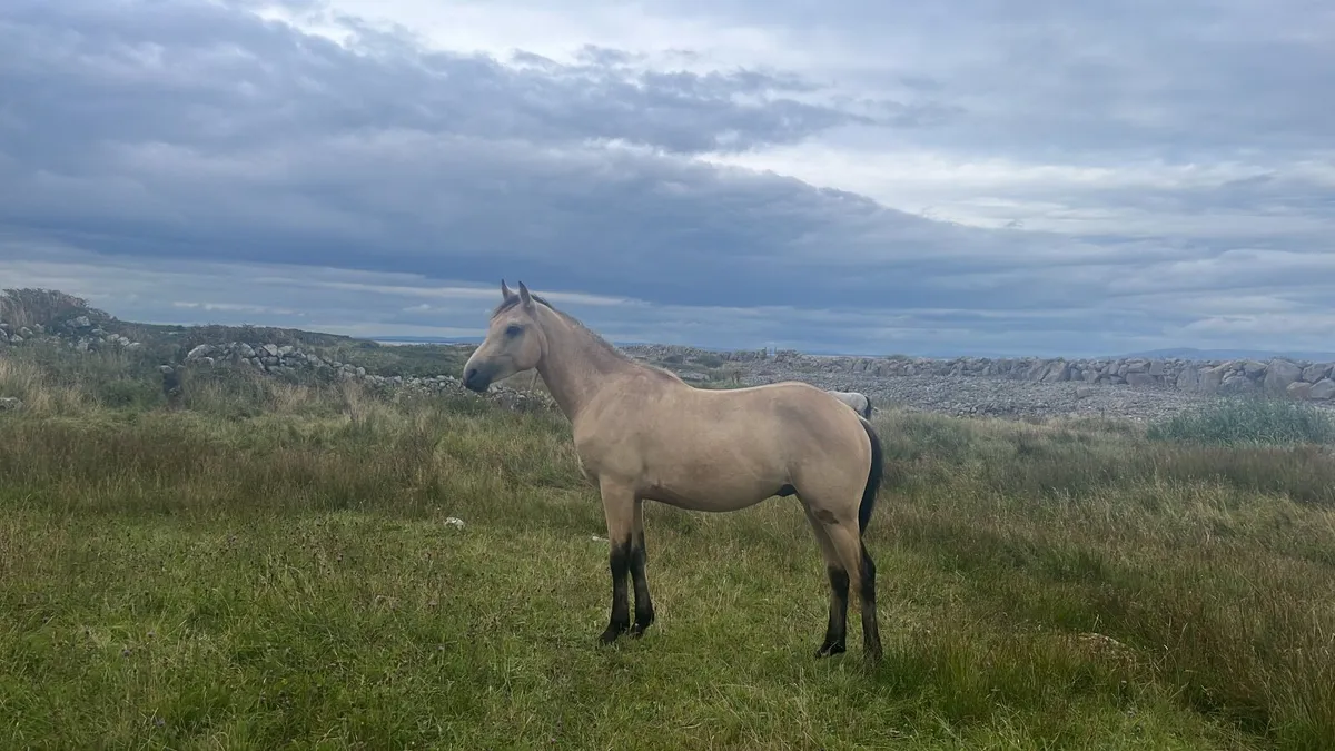 Connemara Dun Gelding - Image 4