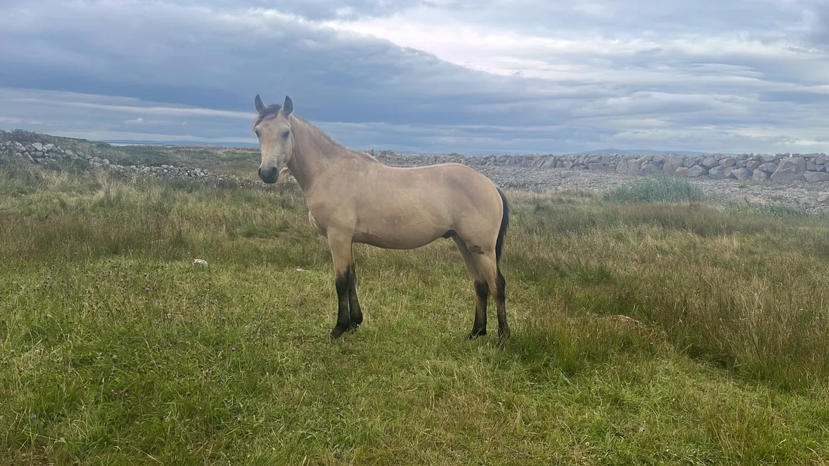 Connemara Dun Gelding - Image 1