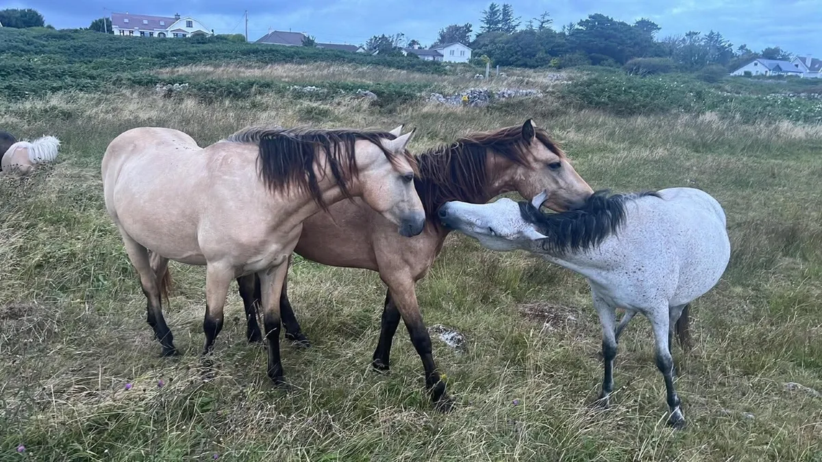 Connemara Dun Gelding - Image 2