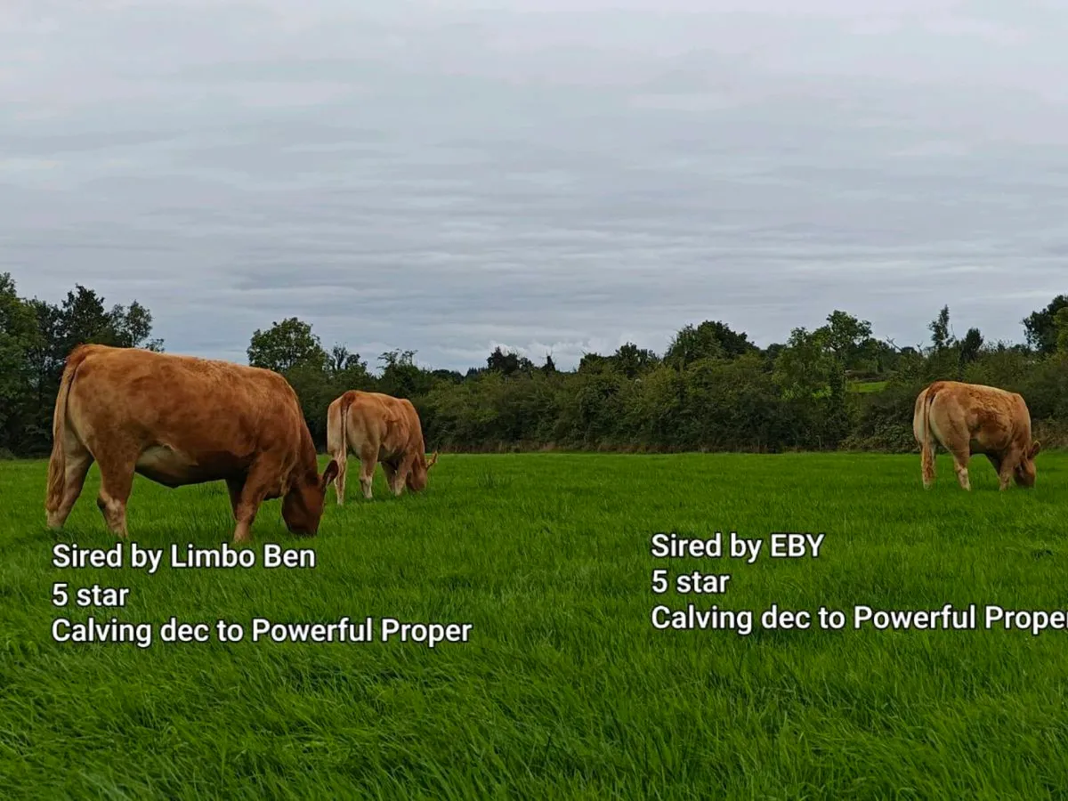 Ai Incalf heifers - Image 4