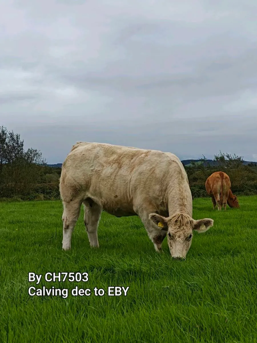 Ai Incalf heifers - Image 1