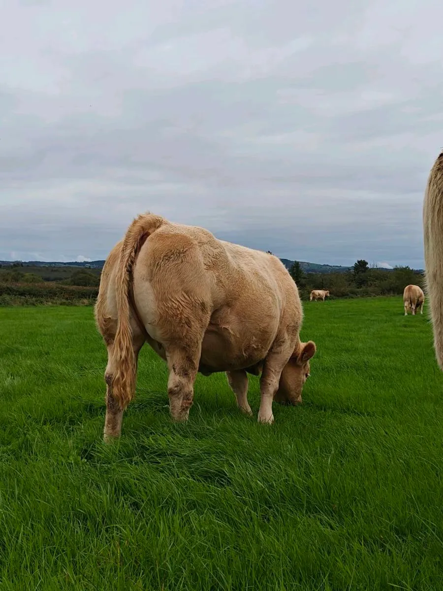Ai Incalf heifers - Image 2