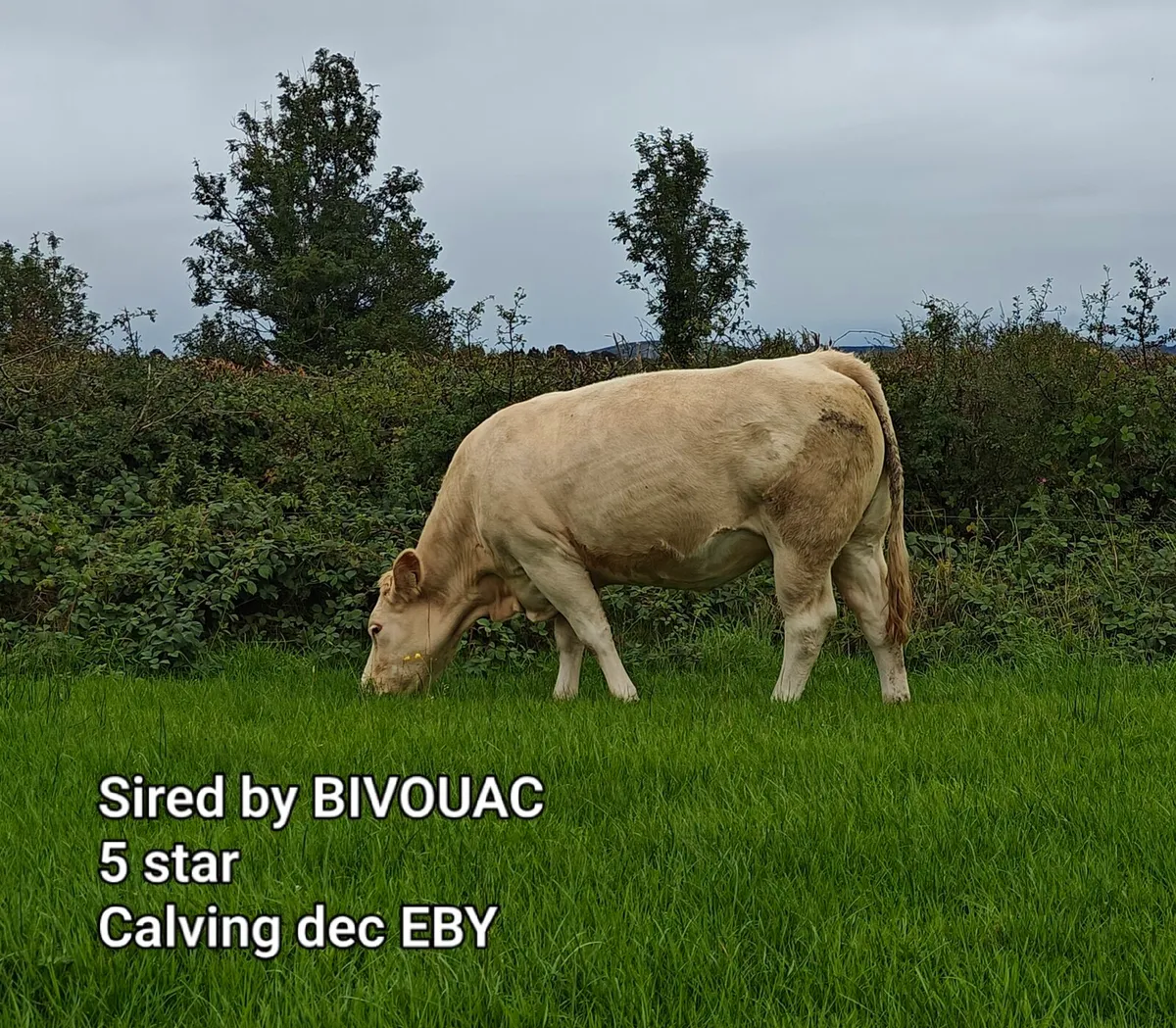 Ai Incalf heifers - Image 2