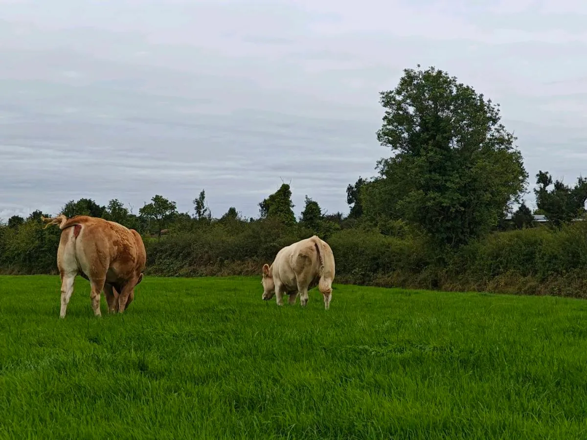Ai Incalf heifers - Image 3