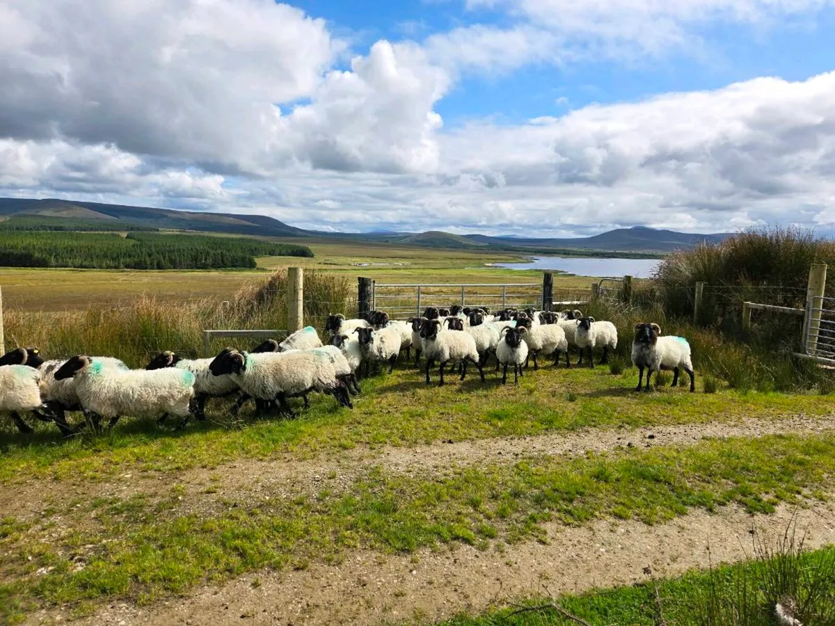 Blackface Mountain Hoggets (Organic) - Image 1