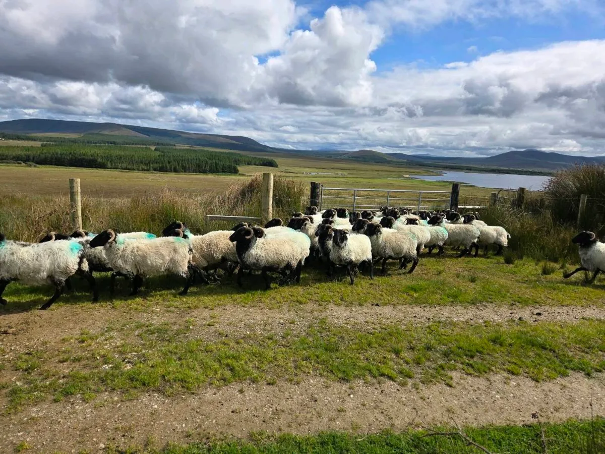 Blackface Mountain Hoggets (Organic) - Image 2