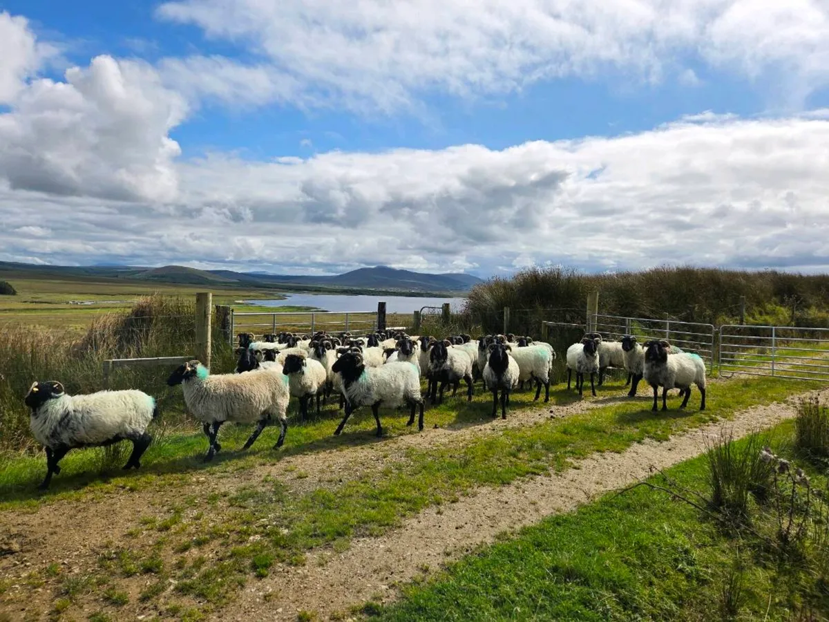 Blackface Mountain Hoggets (Organic) - Image 3