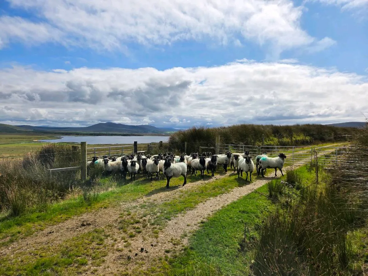 Blackface Mountain Hoggets (Organic) - Image 4