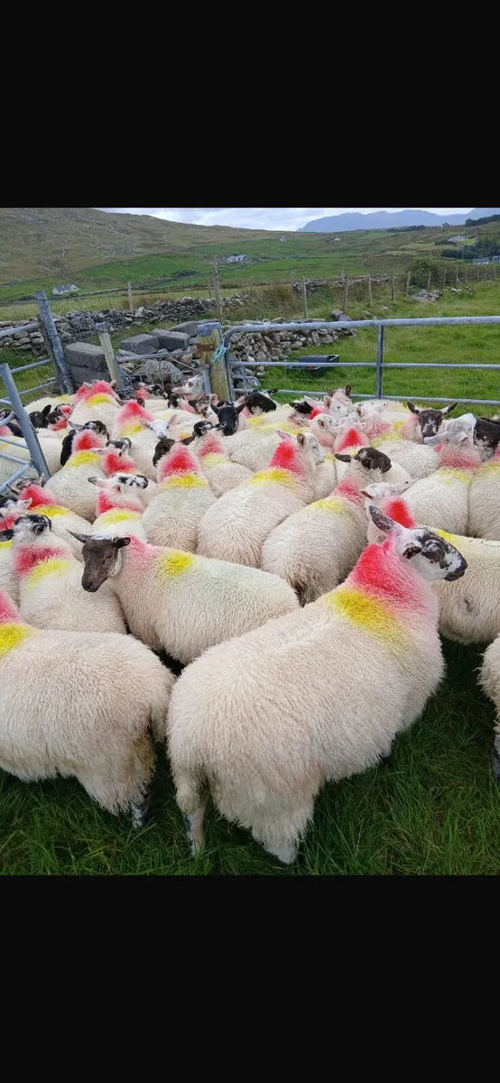 Ewe Lambs - Image 1