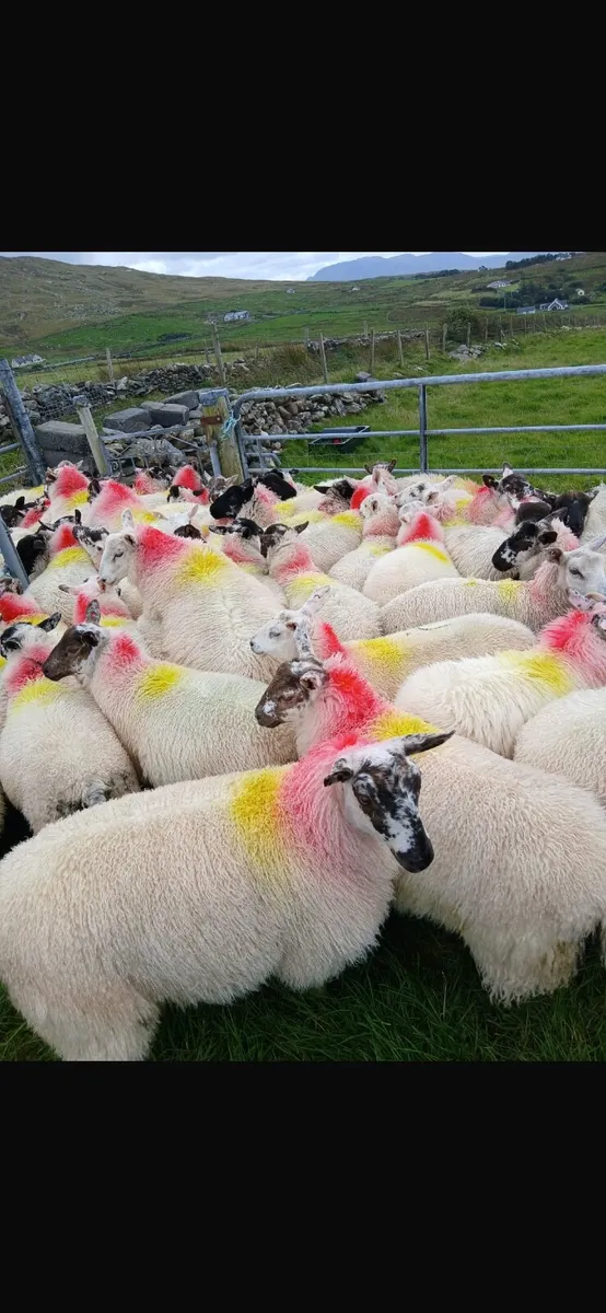 Ewe Lambs - Image 2