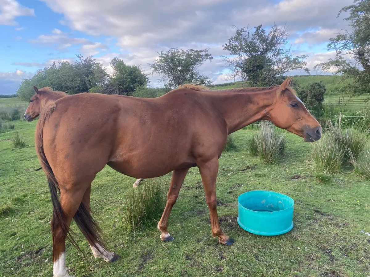 TB WINNING MARE FOR SALE 14 YEARS OLD - Image 2