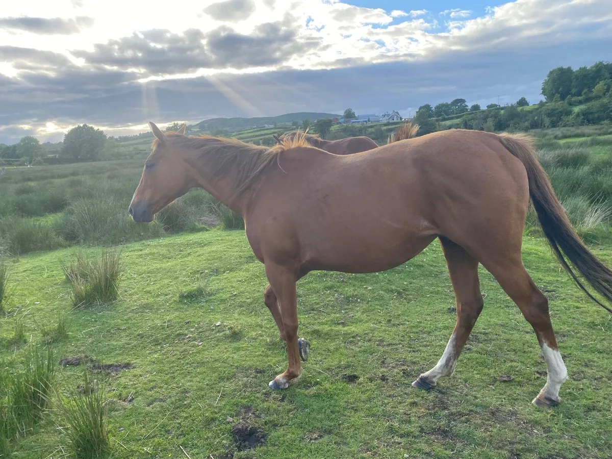 TB WINNING MARE FOR SALE 14 YEARS OLD - Image 1