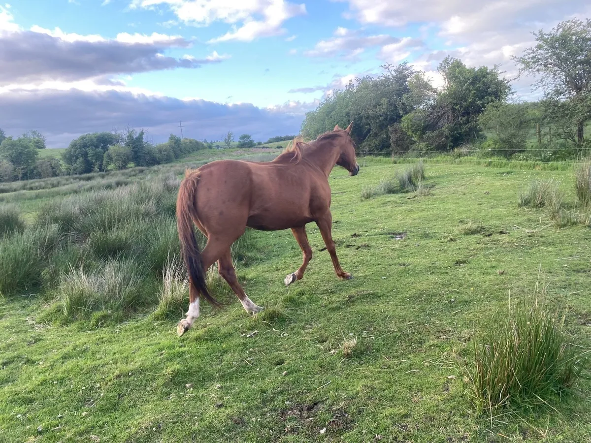 TB WINNING MARE FOR SALE 14 YEARS OLD - Image 4