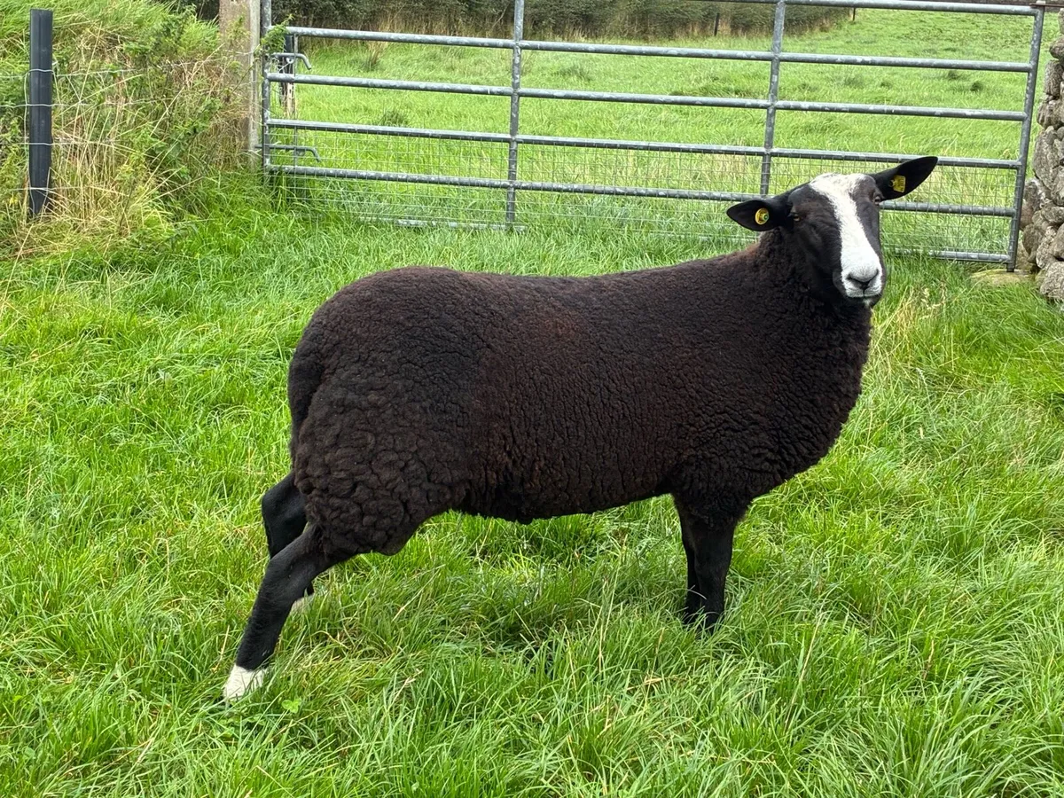 Sheep - Image 1