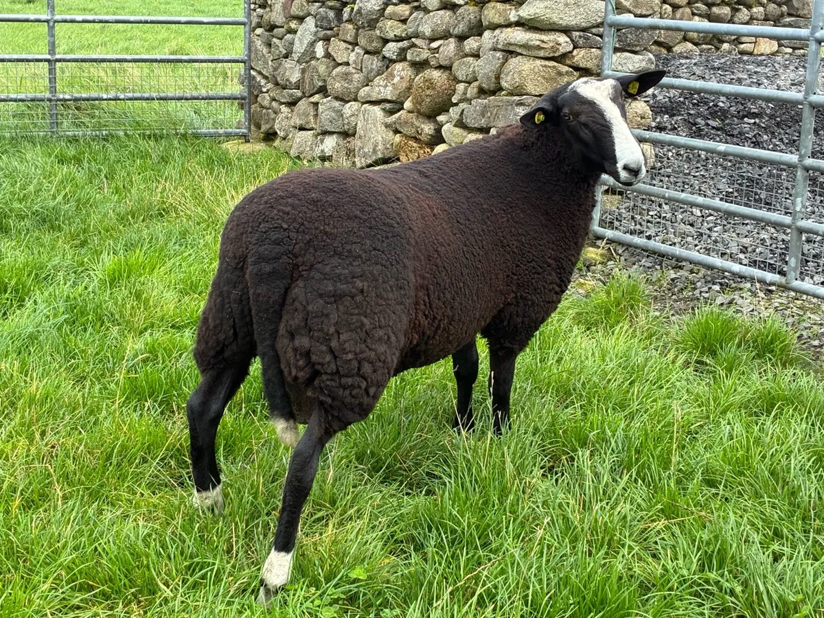 Sheep - Image 2