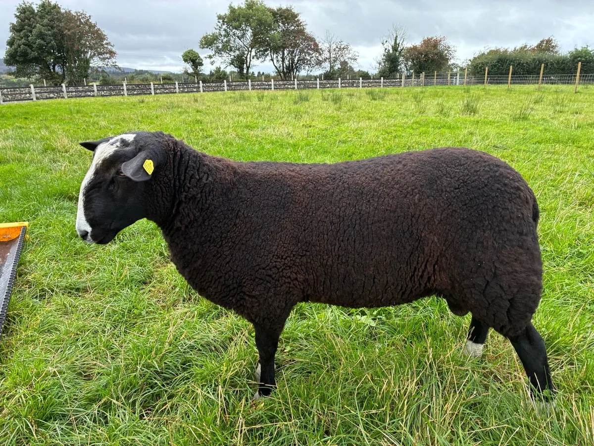 Sheep - Image 3