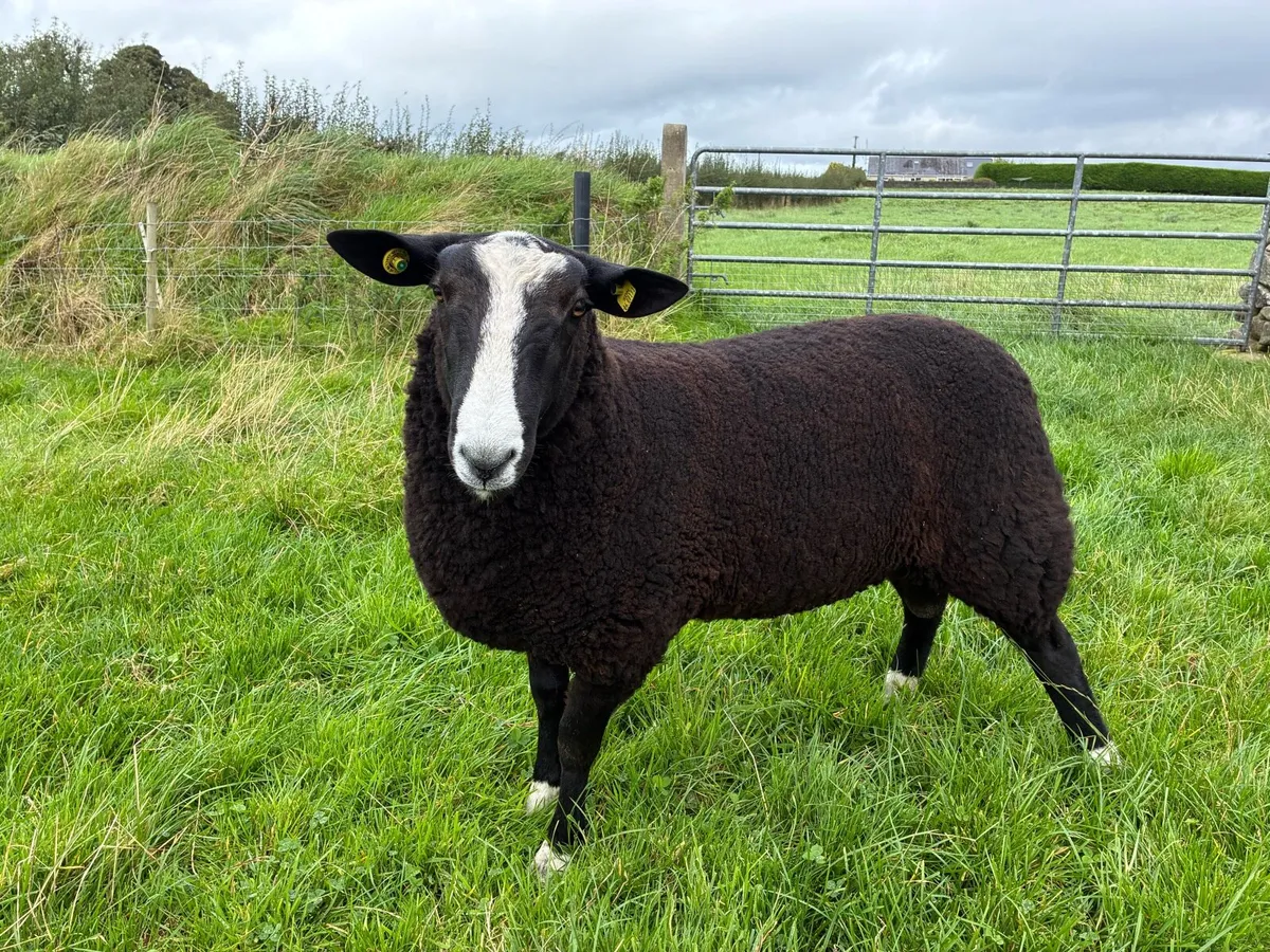 Sheep - Image 4