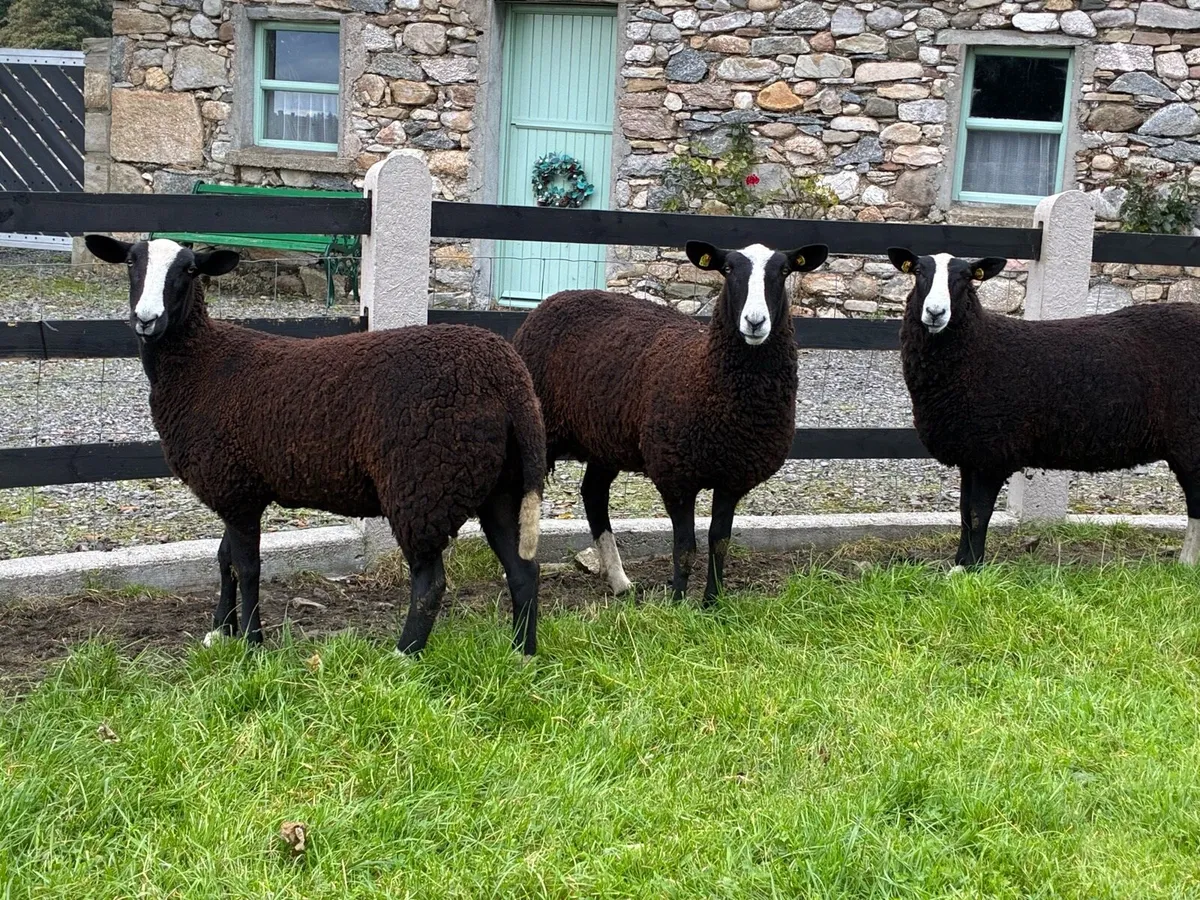 Sheep - Image 1