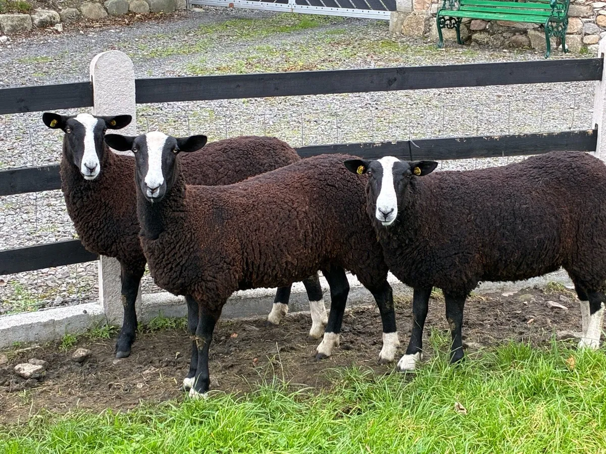 Sheep - Image 2