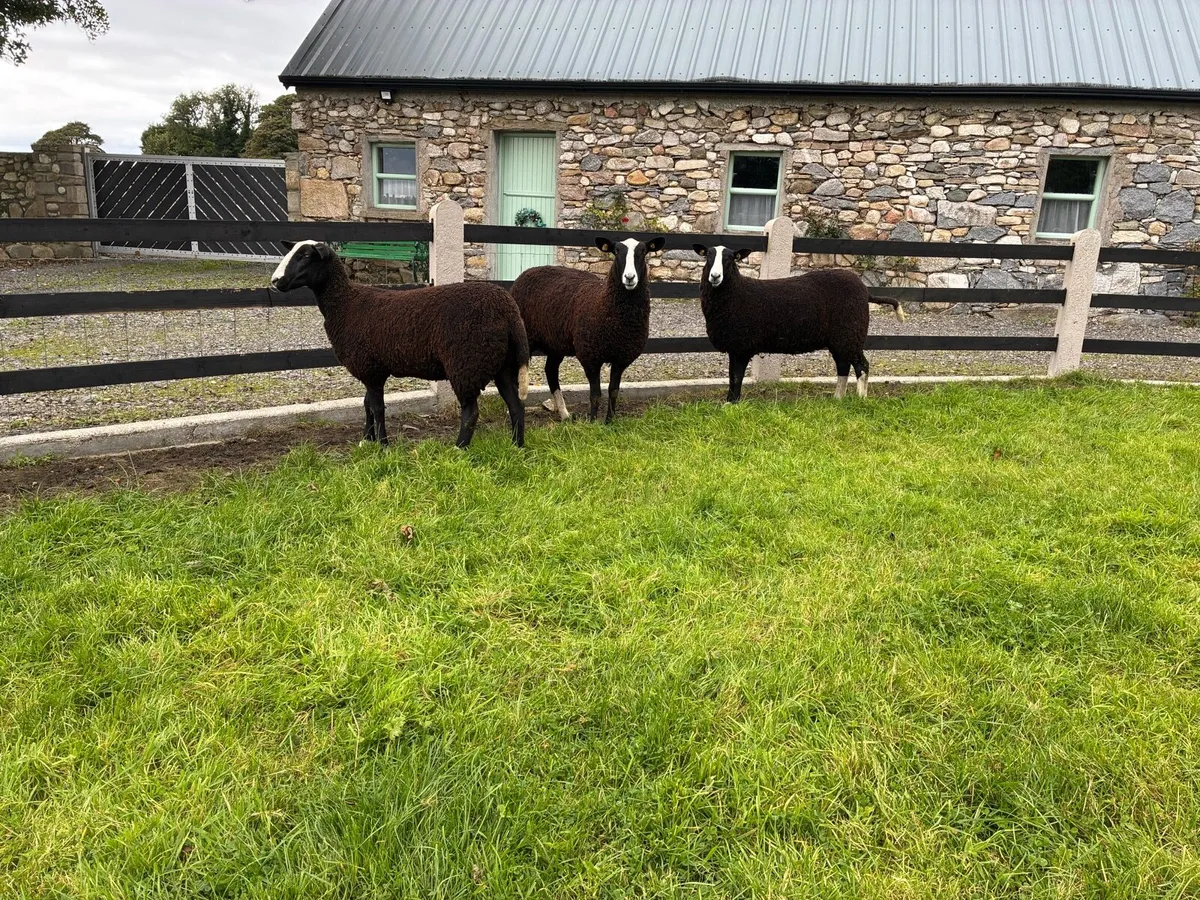 Sheep - Image 3