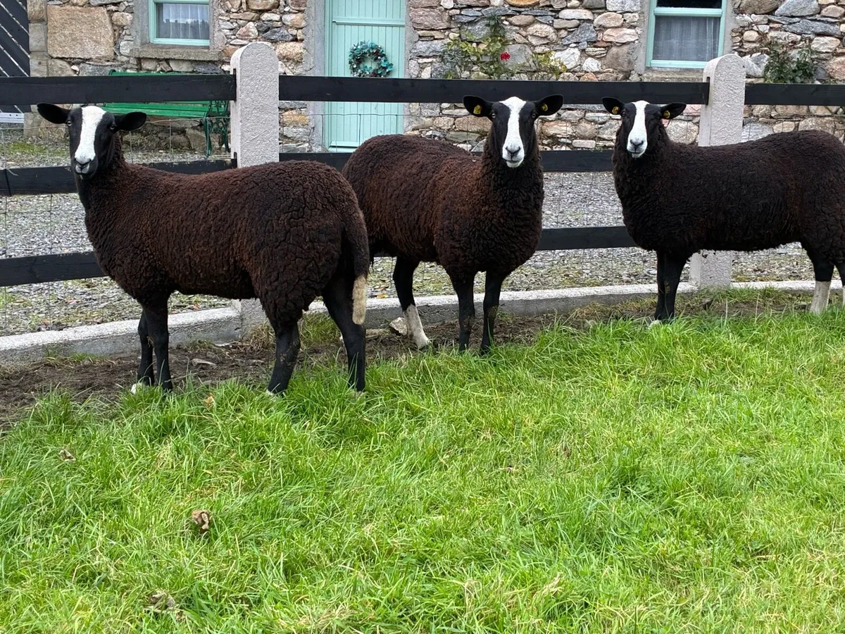 Sheep - Image 4