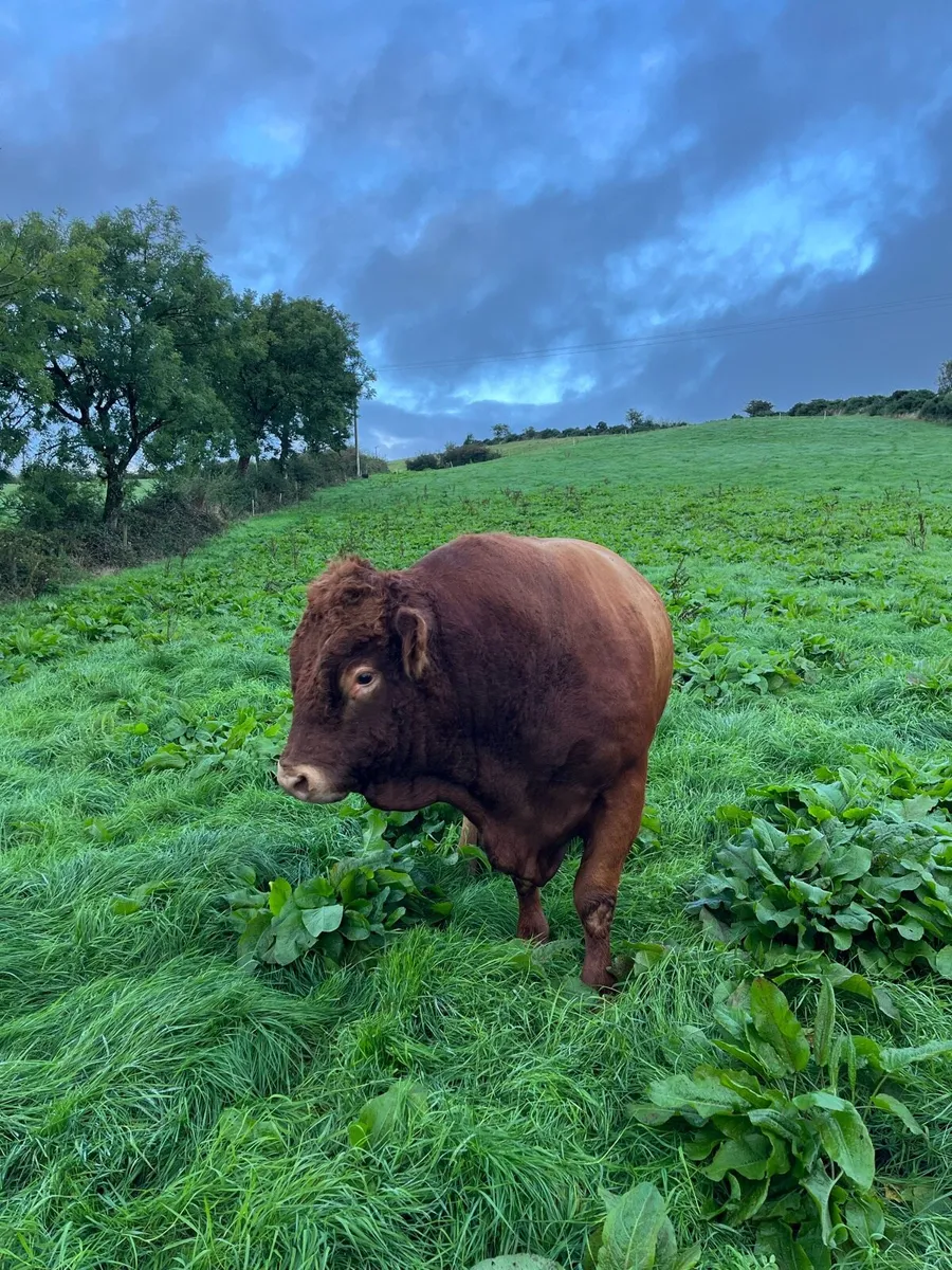 BULLS!!! *Limousin Bull* - Image 3
