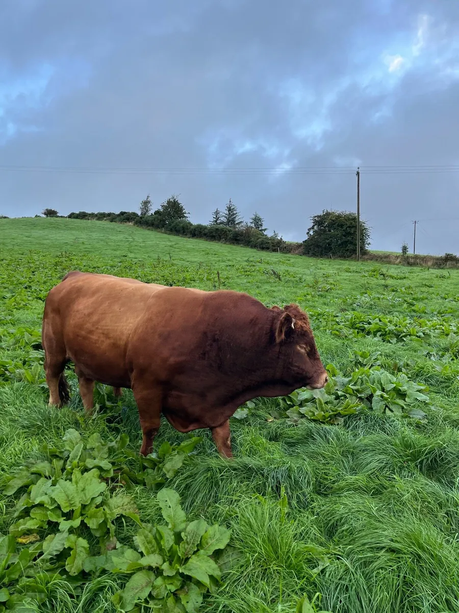 BULLS!!! *Limousin Bull* - Image 1