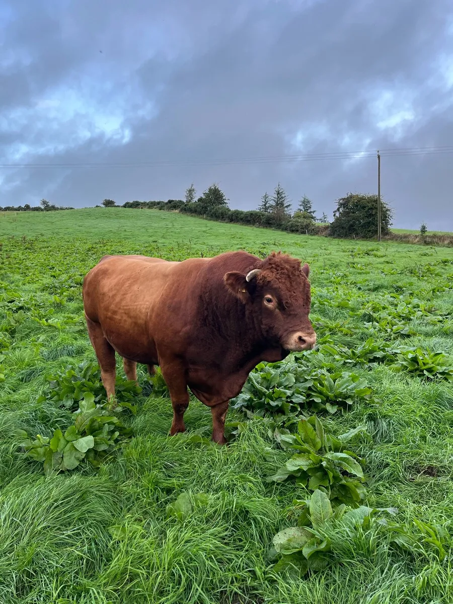 BULLS!!! *Limousin Bull* - Image 2