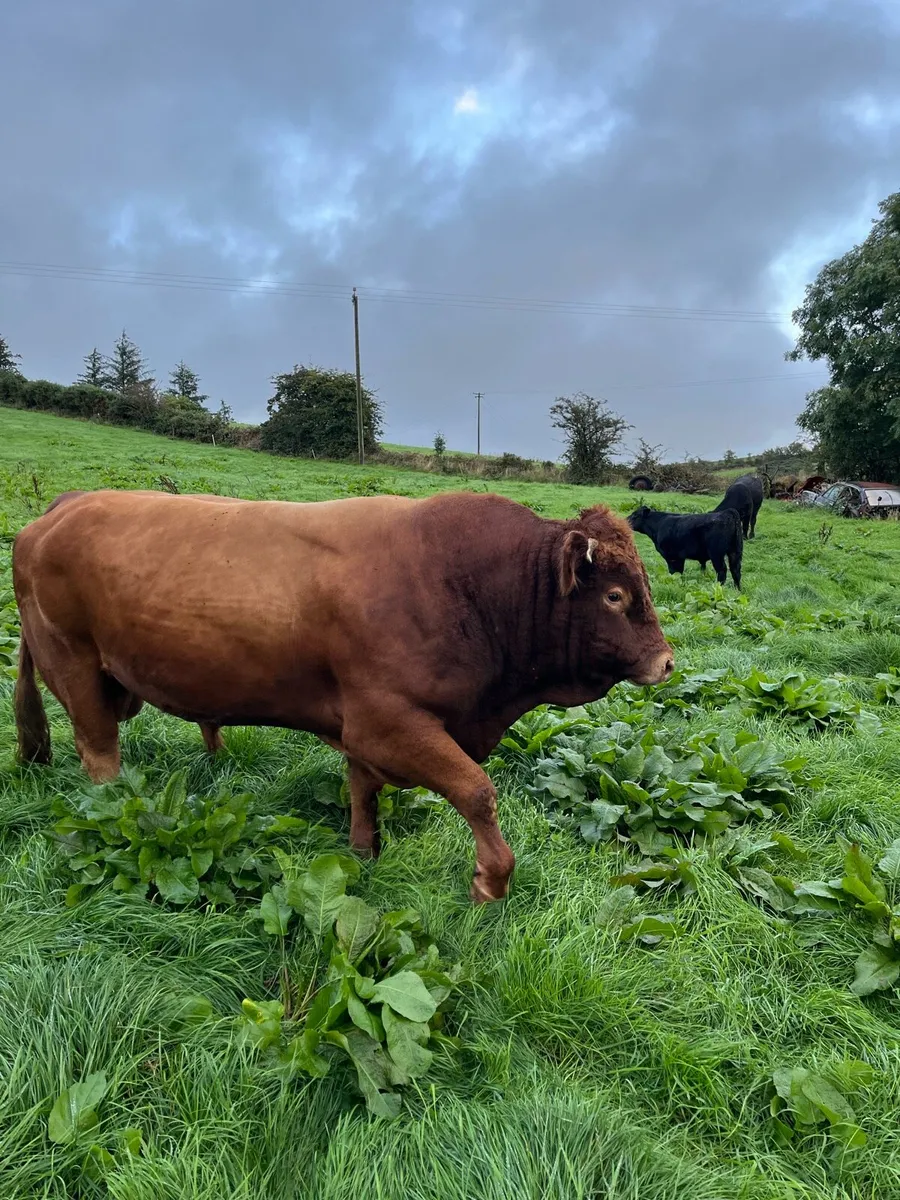 BULLS!!! *Limousin Bull* - Image 4