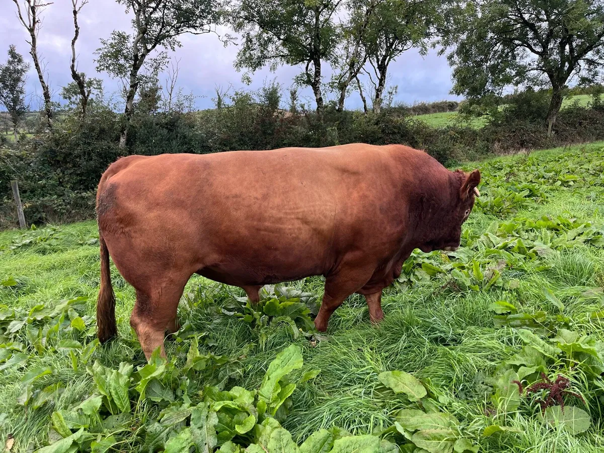 BULLS!!! *Limousin Bull* - Image 3