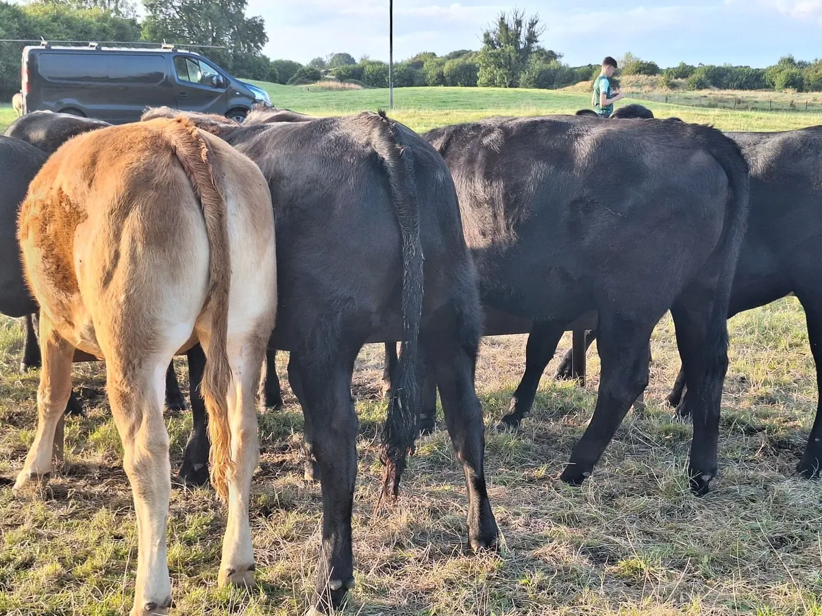 Limousine heifers - Image 2