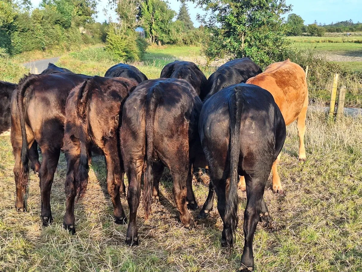 Limousine heifers - Image 1