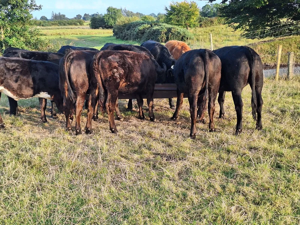 Limousine heifers - Image 3