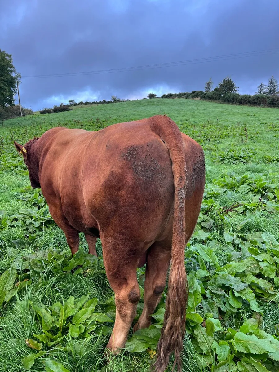 BULLS!!! *Limousin Bull* - Image 1