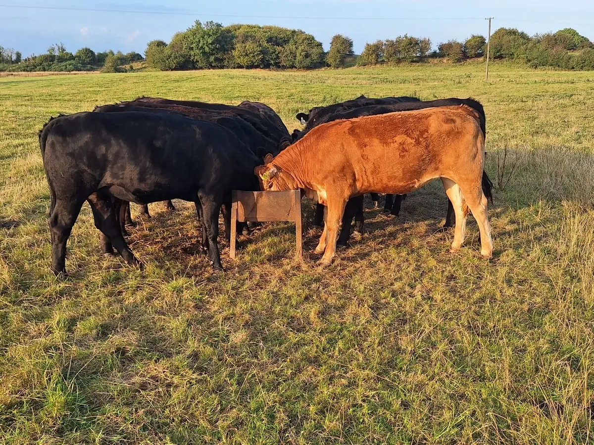 Limousine heifers - Image 4