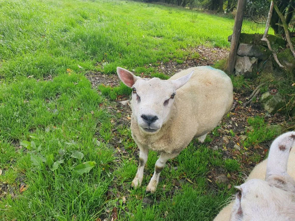 Beltex Ram PBNR - Image 1