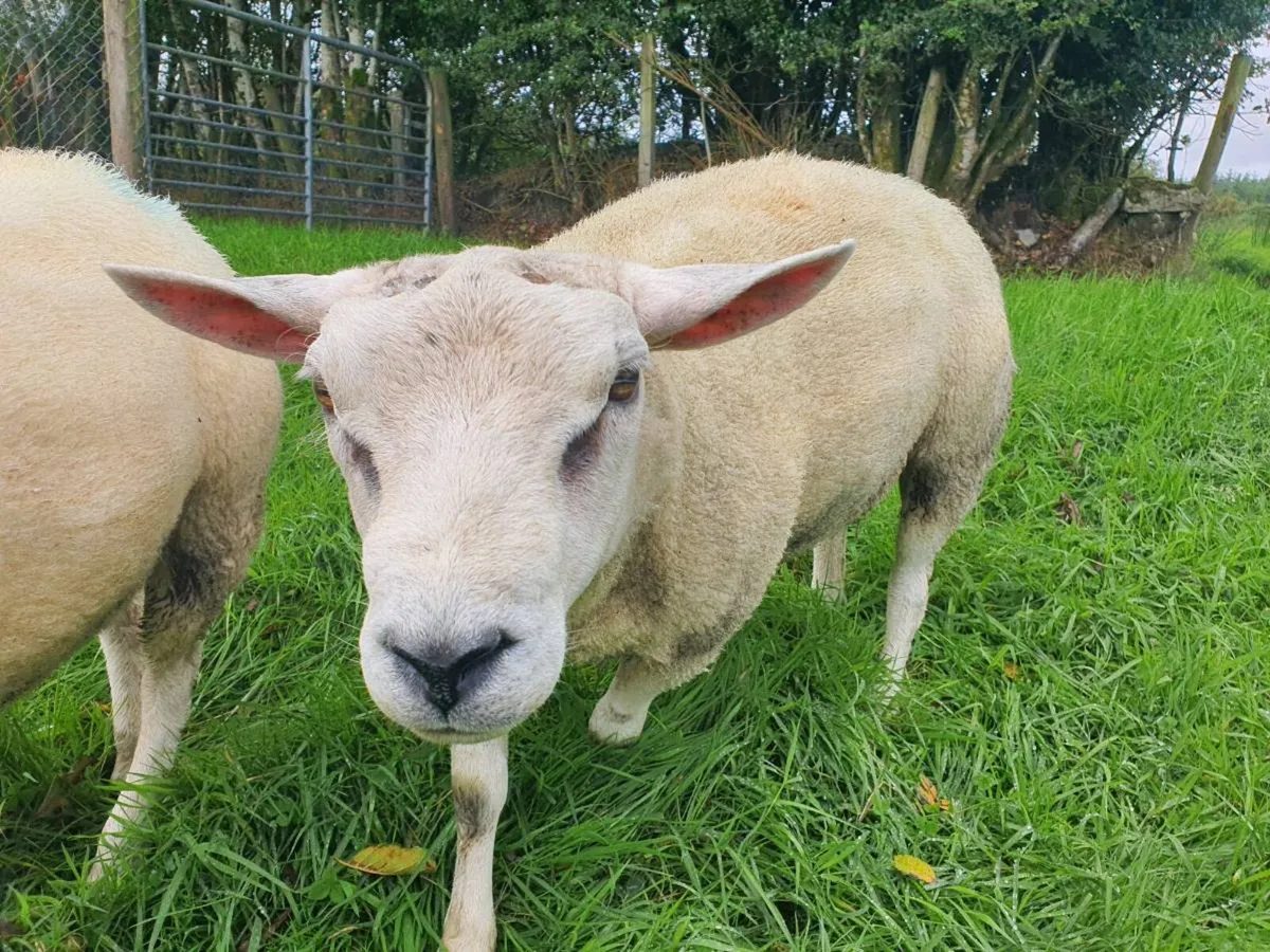 Beltex Ram PBNR - Image 2