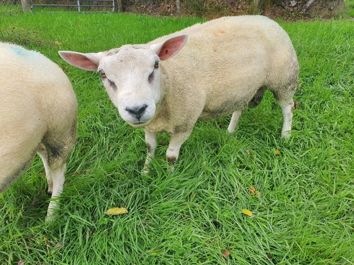 Beltex Ram PBNR - Image 3