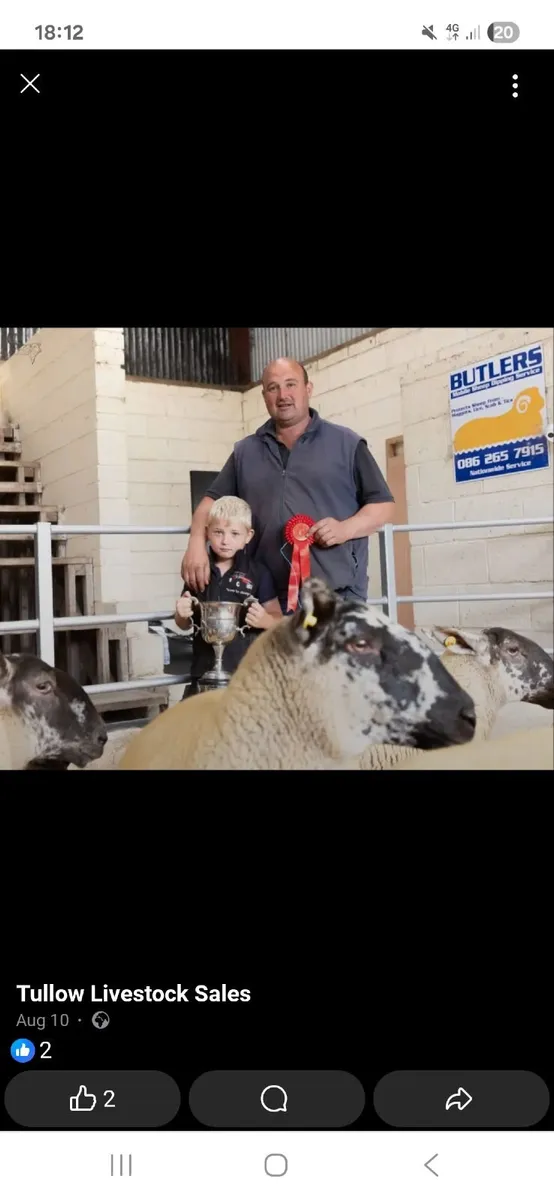 Sheep - Image 3