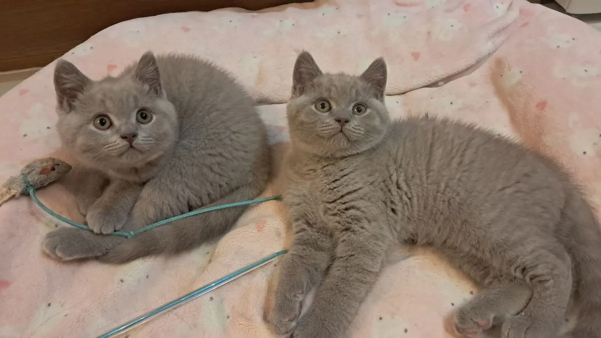 Pure British Shorthair kittens - Image 1