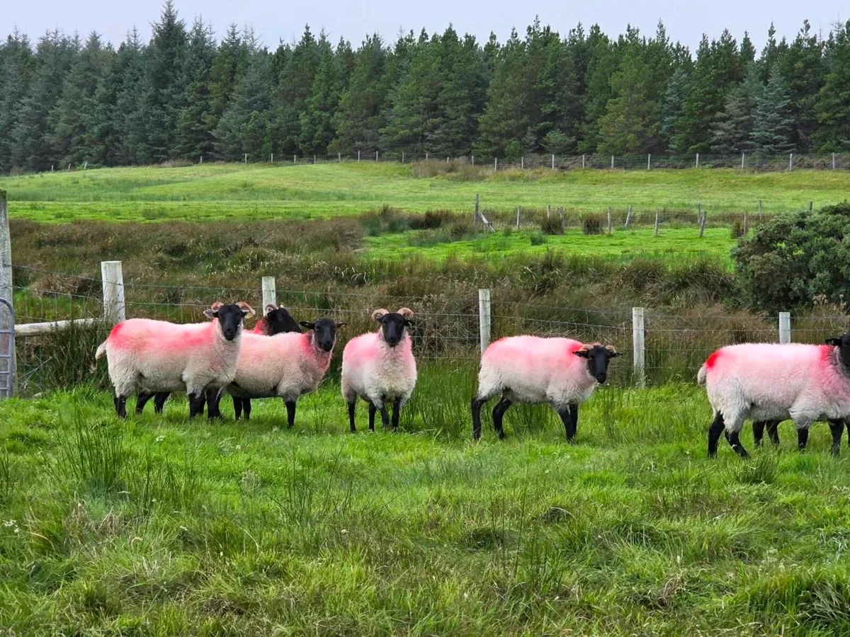 Suffolk X Hoggets - Image 1