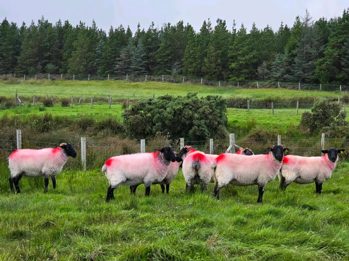 Suffolk X Hoggets - Image 2