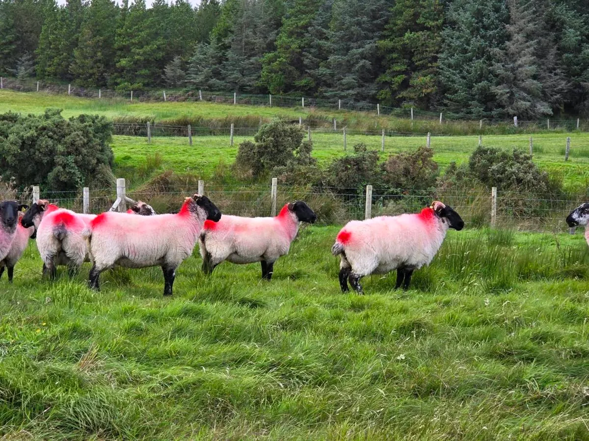 Suffolk X Hoggets - Image 3