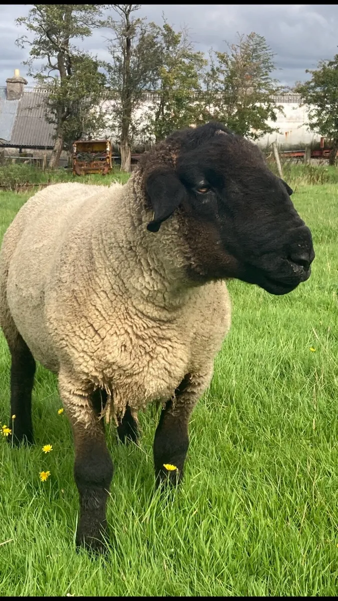 Suffolk Ram - Image 3