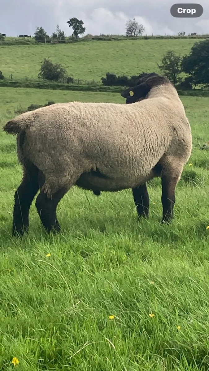 Suffolk Ram - Image 4