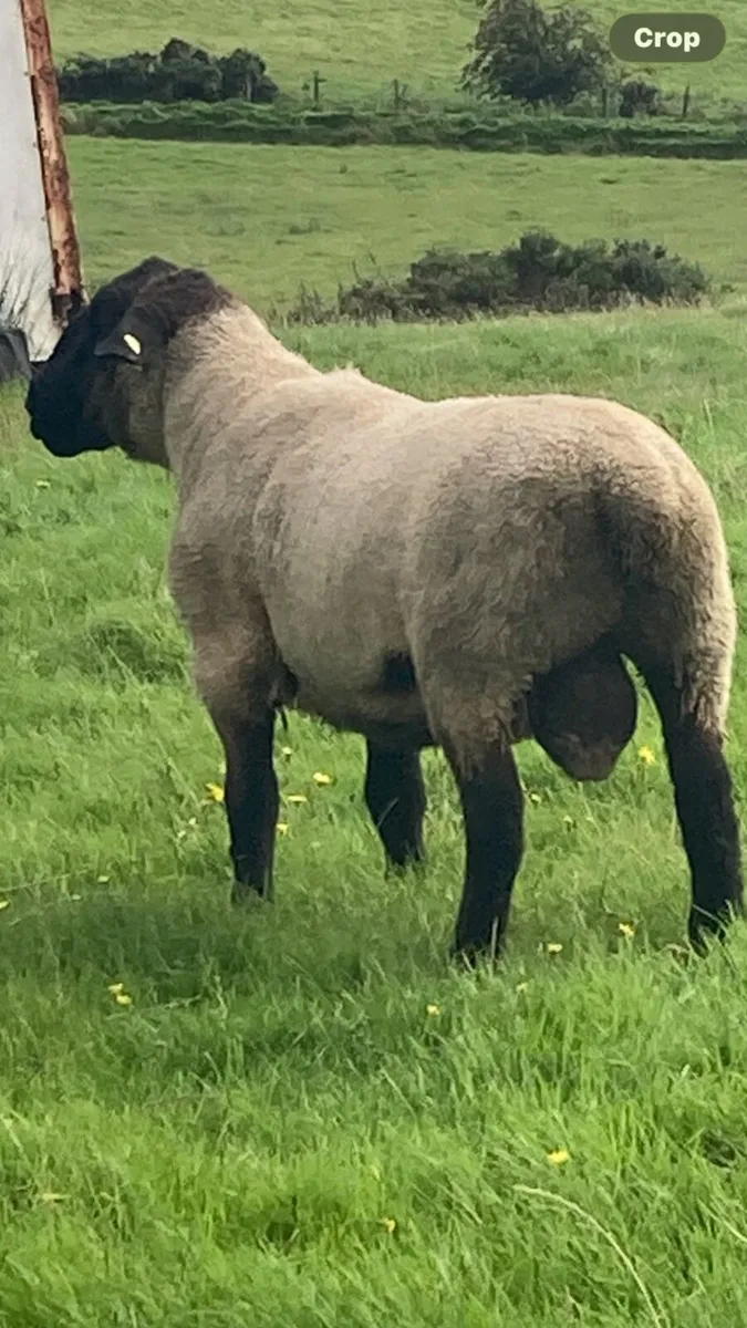 Suffolk Ram - Image 2