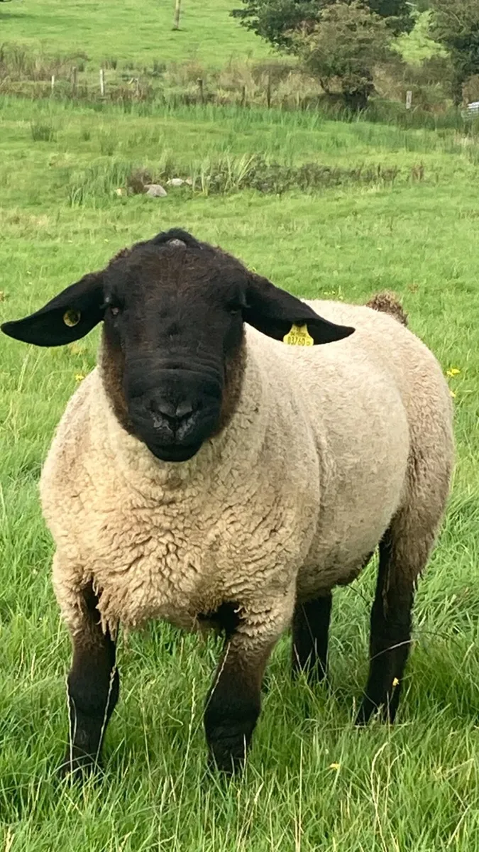 Suffolk Ram - Image 1